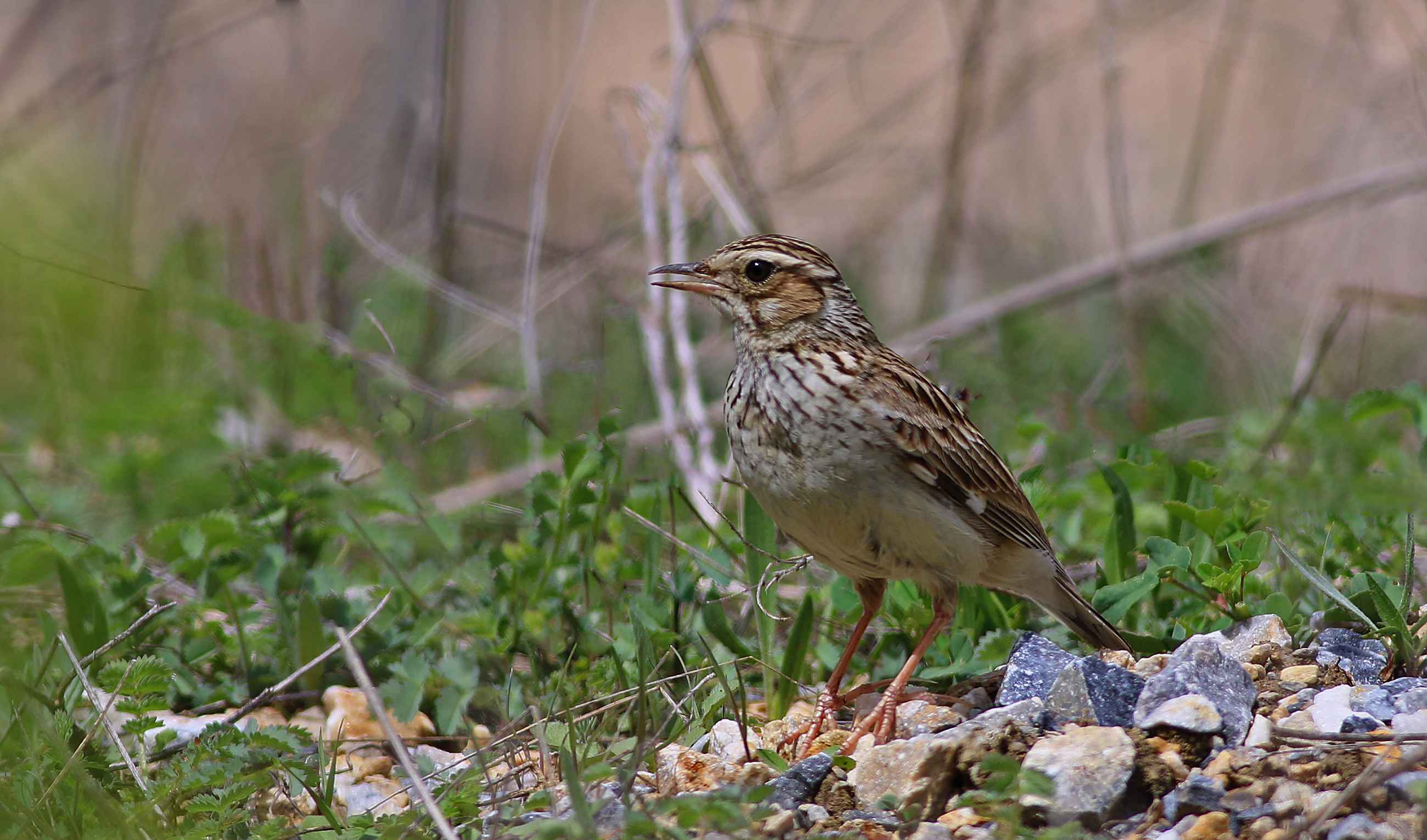 Wood Lark